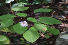 Impatiens grandis